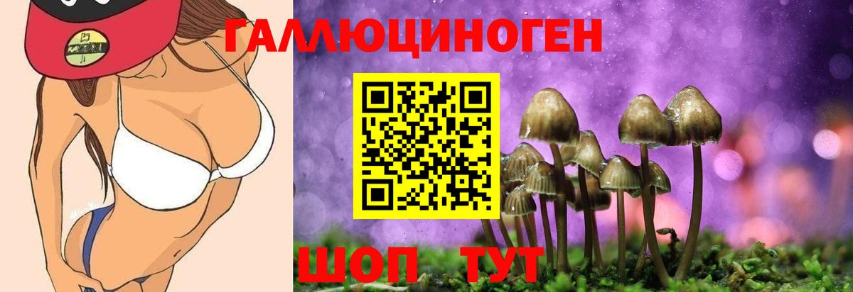хочу наркоту  Галлюциногенные грибы Psilocybine cubensis  Вход с VPN  Торжок 
